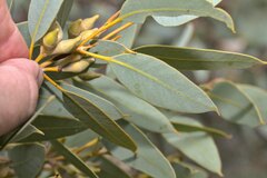 Eucalyptus socialis eucentrica