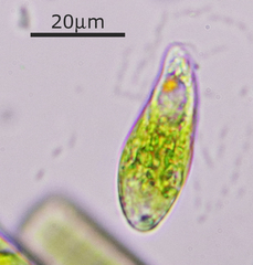 Euglenozoa