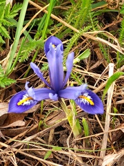 Iris reticulata