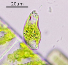 Euglenozoa