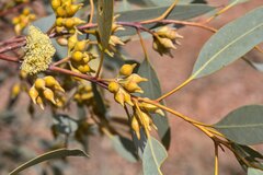 Eucalyptus socialis eucentrica