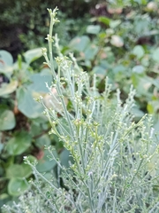 Genista canariensis image