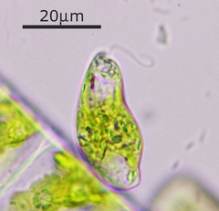 Euglenozoa
