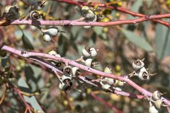 Eucalyptus socialis eucentrica