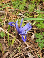 Iris reticulata
