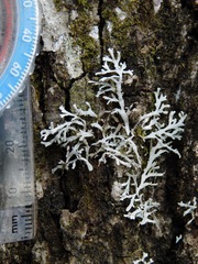 Heterodermia appalachensis