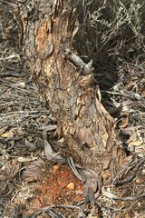 Eucalyptus socialis eucentrica