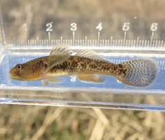 Rhinogobius telma