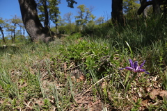 Iris graminea