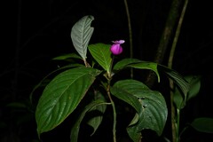 Palicourea urceolata