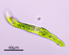 Euglenozoa