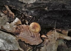 Psilocybe caerulipes