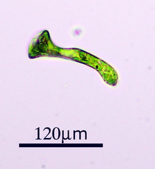Euglenozoa