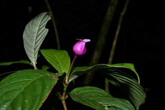 Palicourea urceolata