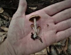 Psilocybe caerulipes