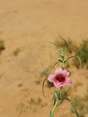 Sesamum triphyllum