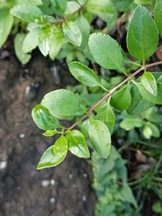 Rubia fruticosa subsp. periclymenum image