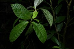 Palicourea urceolata