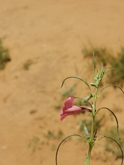 Sesamum triphyllum