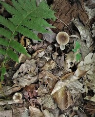 Psilocybe caerulipes