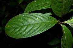 Palicourea urceolata