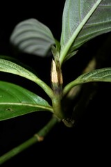 Palicourea urceolata