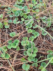 Dichondra repens