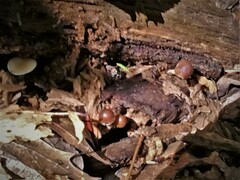 Psilocybe caerulipes