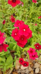 Phlox drummondii