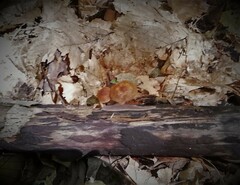 Psilocybe caerulipes