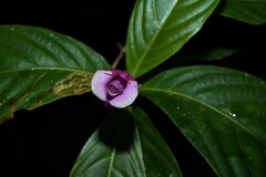 Palicourea urceolata