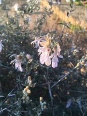 Teucrium fruticans
