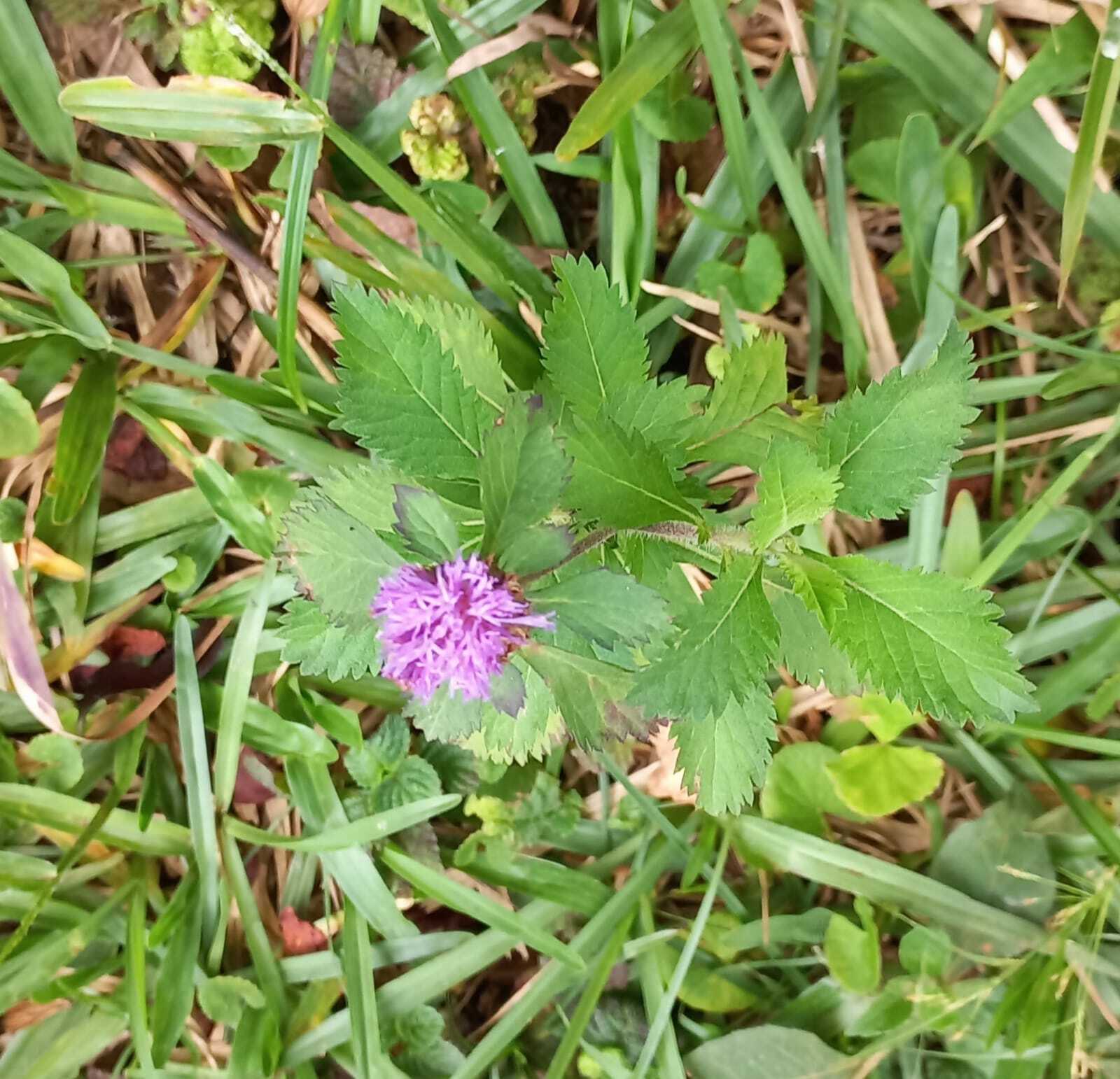Centratherum punctatum