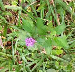 Centratherum punctatum