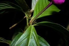 Palicourea urceolata