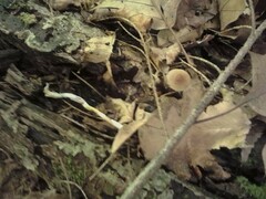 Psilocybe caerulipes