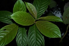 Palicourea urceolata