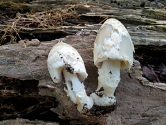 Coprinopsis variegata