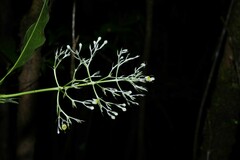Palicourea violacea