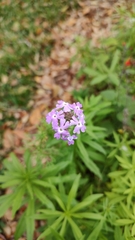Verbena pulchella