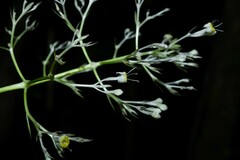 Palicourea violacea