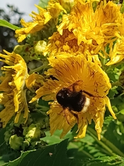 Bombus terrestris canariensis