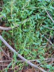 Chenopodium nutans