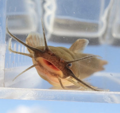 Liobagrus reinii