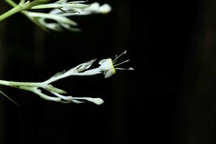Palicourea violacea