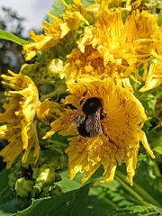 Bombus terrestris canariensis