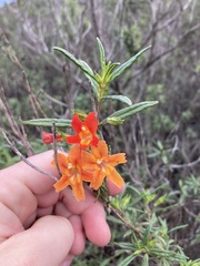 Diplacus longiflorus