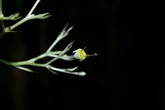 Palicourea violacea