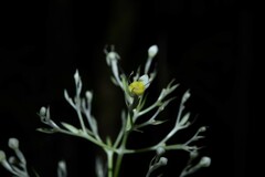 Palicourea violacea