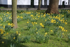 Narcissus pseudonarcissus